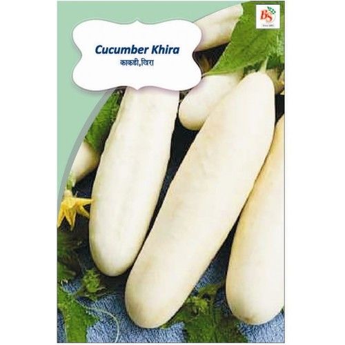 Cucumber Khira