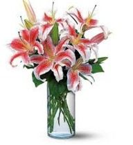 Pink Lilly With Vase