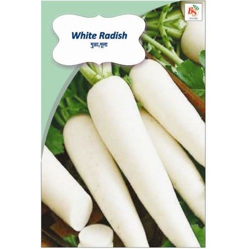 Radish White Seeds