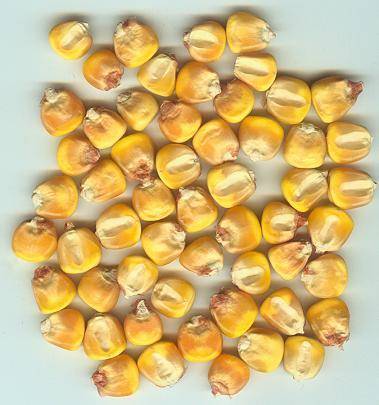 Indian Yellow Corn (Grade 2)