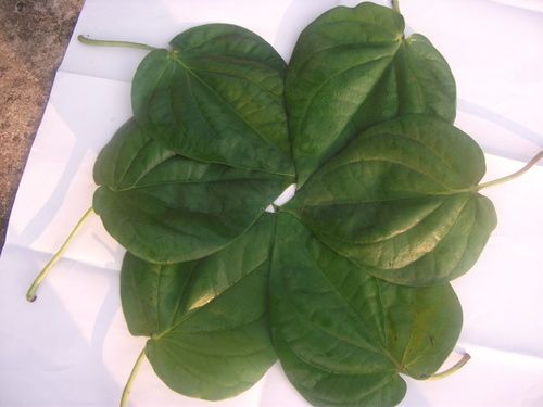 Betal Leaf