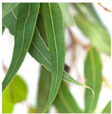 Eucalyptus Essential Oil