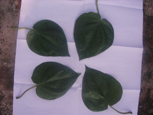 Green Betel Leaf