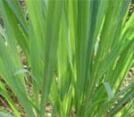 Lemongrass Oil