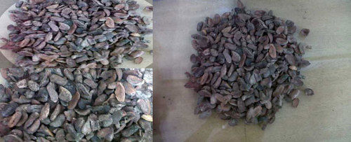 Tora (Mahua Seed)