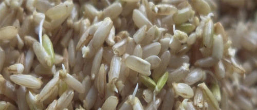 Germinated Brown Rice