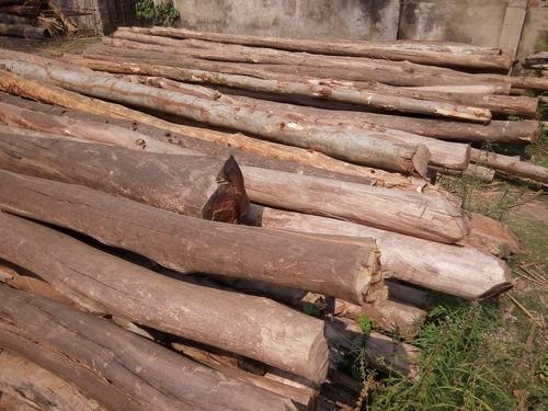 Safeda Eucalyptus Wood Logs at Rs 1000/cubic feet, Yamuna Nagar