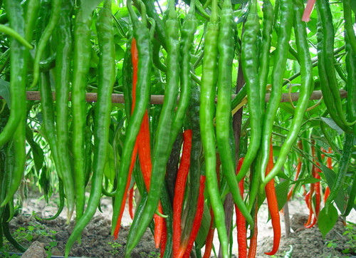 Red and Green Chili Seeds