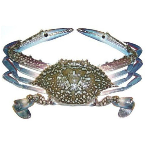 Blue Swimming Crab