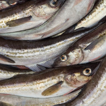 Alaska Pollock Fish