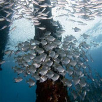 Black Pomfret Fish