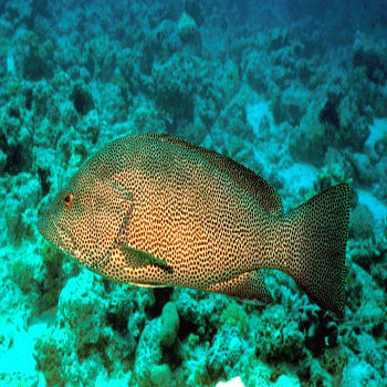 Reef Cod Fish