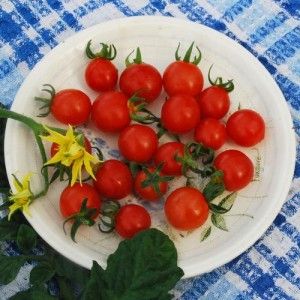 White Texas Wild Cherry Tomato Seeds