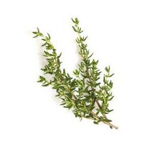 Thyme Thymus Vulgaris Seeds