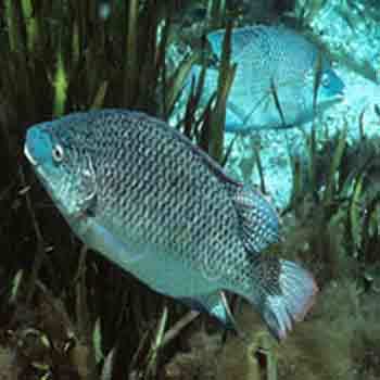 Tilapia Fish