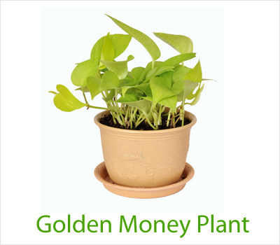 Money Plant Golden