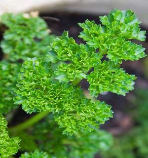 Parsley