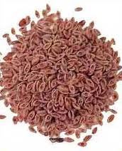 Isabgol Seed