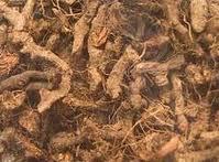 Nagarmotha Roots - High-Quality Dried Herbal Remedy | Antidote for Poisons, Improves Memory, Cures Indigestion and Cough