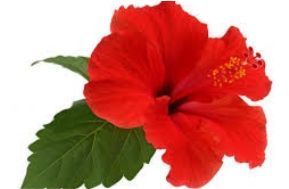 Hibiscus Powder