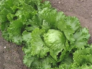 Lettuce seeds