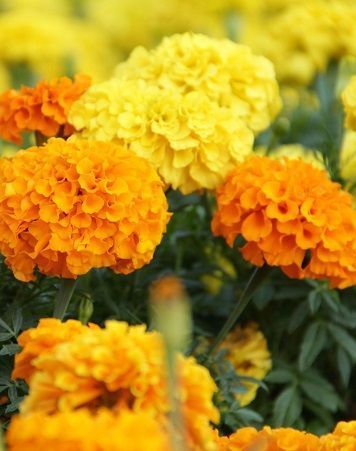 Marigold Rodeo Royal Mixed Seeds