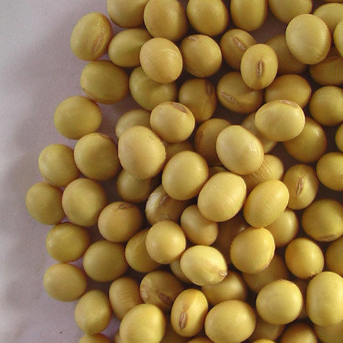 Finest Organic Soybeans