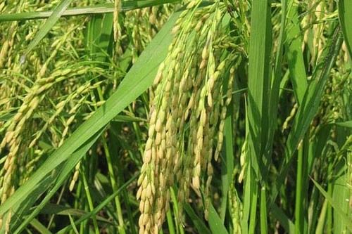 Indo-American Rice