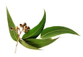 100% Pure Eucalyptus Oil