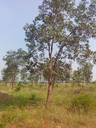 Lieutenant Governor of Delhi Orders to Plant 10,000 Sandalwood Trees in the  City