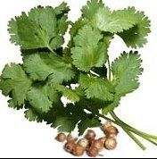 Coriander Leaves