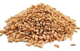 Pure Wheat Seed