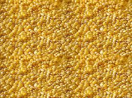 Foxtail Millet