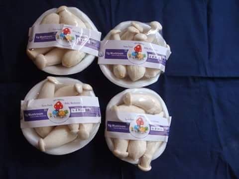 Premium Quality Milky Mushrooms