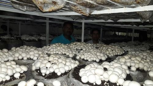 Top Quality Button Mushrooms