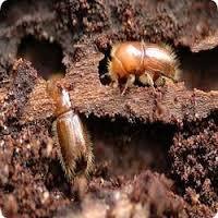 Woodborer Treatment Service