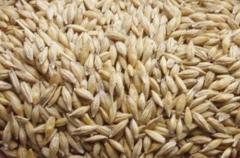 Pure Barley