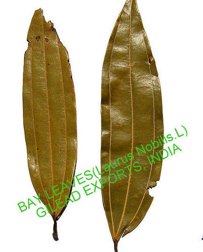 Bay Leaves