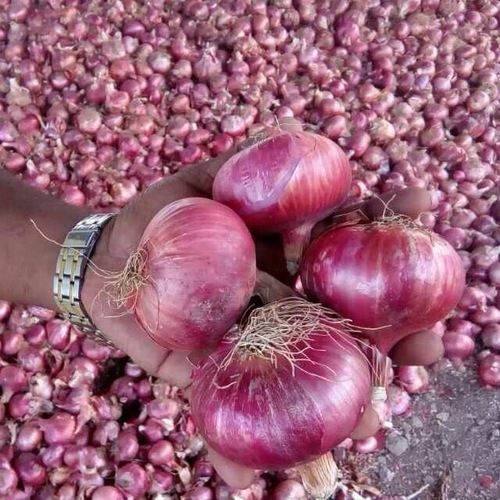 Export Quality Red Nashik Onion