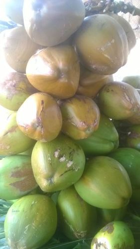 Fresh Green Coconuts