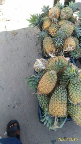 Fresh Juicy Pineapple