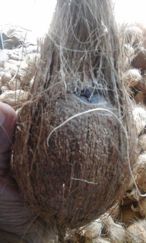 Organic Semi Husked Mature Coconut 