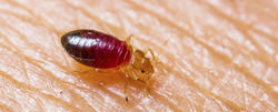 Nolens Bed Bugs Control Service By Truly Pest Solution Pvt Ltd.