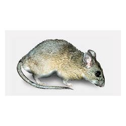 Pack Rats Control Services By Truly Pest Solution Pvt Ltd.