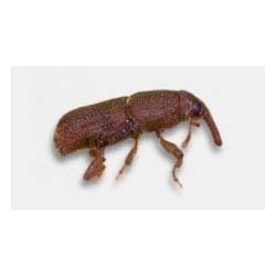 Rice Weevils Control Services By Truly Pest Solution Pvt Ltd.