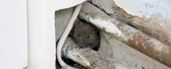 Rodents Control Service By Truly Pest Solution Pvt Ltd.