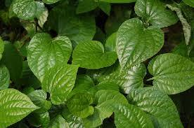 Betel Leaves