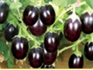 Brinjal