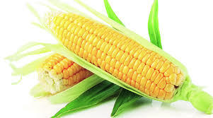 Maize