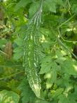 Black Bitter Gourd